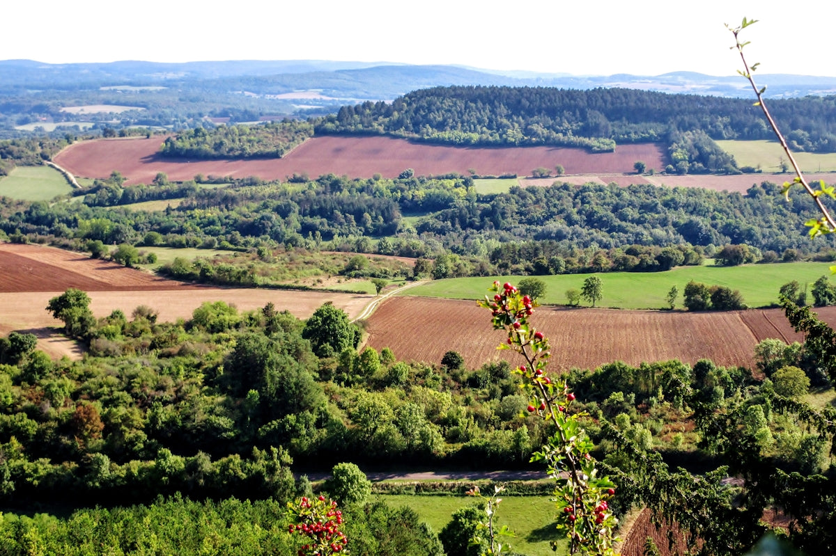 a view of a lush green countryside with lots of trees